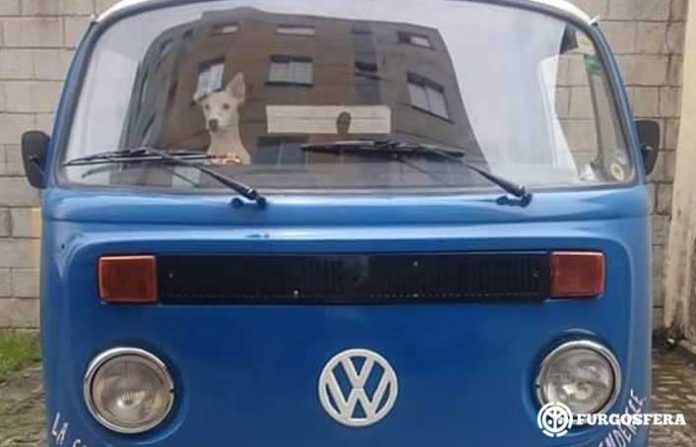 Viajar con perro en furgoneta camper
