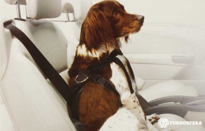 arnés para perro