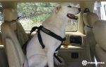 arnes-para-perros-viajar-en-furgoneta