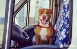 jonaygarcia-perro-furgo-furgosfera