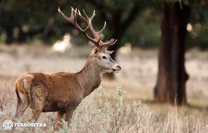 Berrea en Aragón en furgoneta camper
