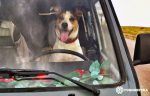 mikevidal-perro-en-furgoneta-furgosfera