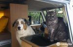 perroygato-en-furgoneta-furgosfera