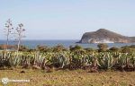 playa-genoveses