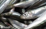 sardinas