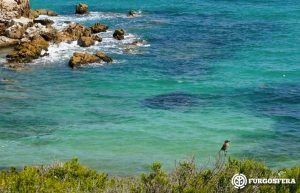 Playas para perros Baleares