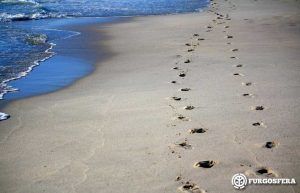 Playas para perros Catalunya