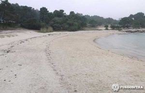 Playas para perros