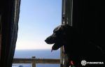 ximobarber-perro-en-furgoneta-furgosfera