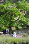 St.-George’s-Quarter-y-los-jardines-de-St-furgosfera