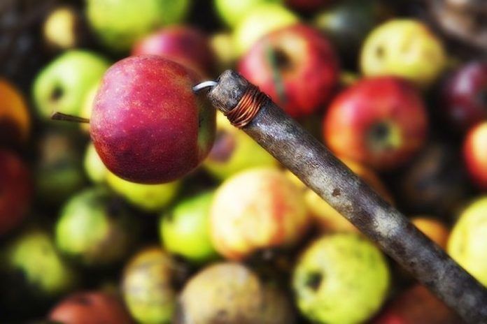 Manzanas copia