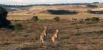 Australia-canguros2-furgosfera
