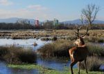 vitoria-gasteiz-izki-golf-7