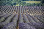 Campos de lavanda en Provenza