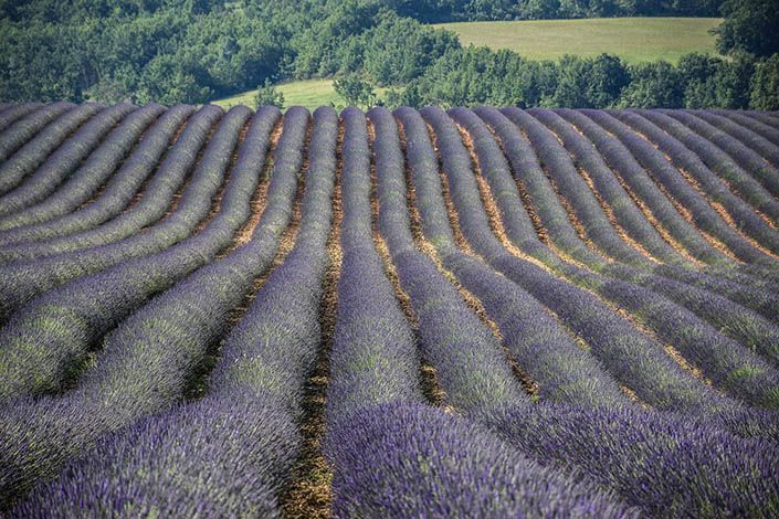 Recorre los campos de lavanda de Provenza con tu furgo