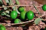 aceituna-furgosfera