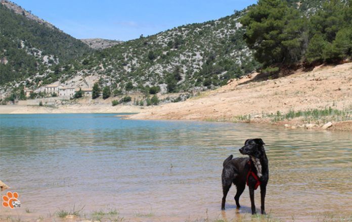 Lo peor de viajar con perros