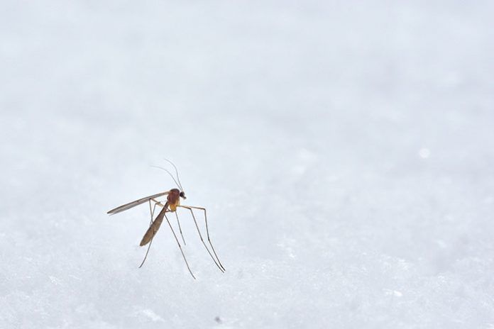 PICADURAS DE MOSQUITO furgo y picaduras de mosquito