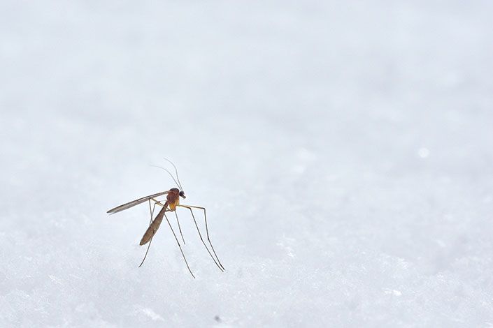 furgo y picaduras de mosquito