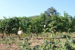 rosales-en-las-viñas