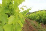 ruta-del-vino-do-emperda-i