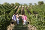 Bodegas Torres, en Vilafranca del Penedès
