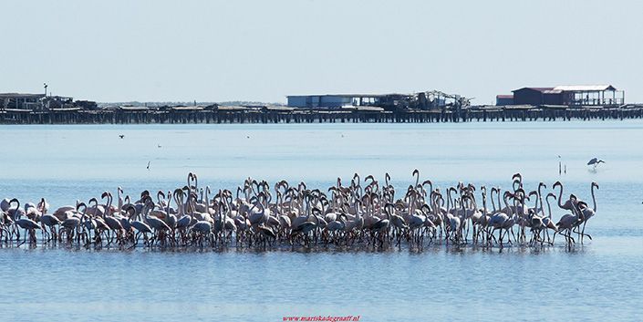 flamencos en Delta del Ebro