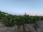 viñas-verdú